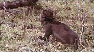 Skunk in the Wild | Nature’s Smelly Defender