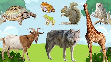 Farm Animal Sounds - Cow, Sheep, Cat, Dog, Chicken - Animal Moments