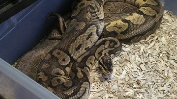 Boaconstrictor.com Video Blog Pewter Blast to Super Pastel