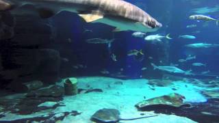 Diving with Sharks