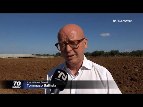 #Acqua e #irrigazione: intervento presidente #Copagri Tommaso #Battista al #TgNorba24 (28/07/25)