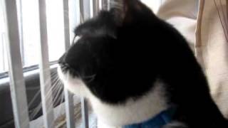 Vesper The Cat Vs. A Pigeon On A Fire Escape Part 2