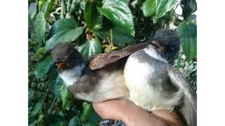 Download Lagu AK#1# -Mp3 pikat kusus srikatan kipas/jawA MP3