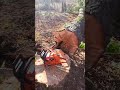 Hemlock tree hits the ground, little October luck 🤙 #shorts #lumberjack #chainsaw #logging #tree