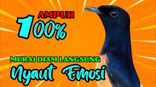 pancingan murai batu GACOR ampuh JADIKAN murai MACET nyaut EMOSI❗❗