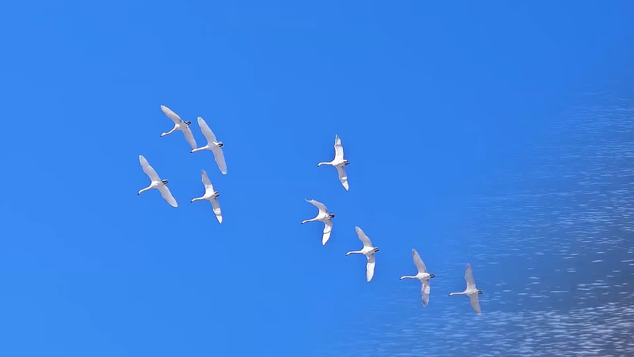 겨울을 사랑하는 백조(고니)의 아름다운 향연(A beautiful feast of swans who love winter)~