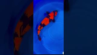 Shinoda Hi Utsuri- High Quality Koi
