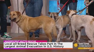 Local All-Breed Rescue Takes Part In The Largest Animal Evacuation In U.S. History