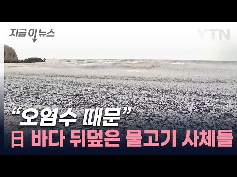 정어리 시체가 파도처럼...日 현지 주민도 &quot;이런 광경은 처음&quot; [지금이뉴스] / YTN