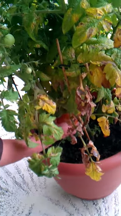 Selah picking her first tomato