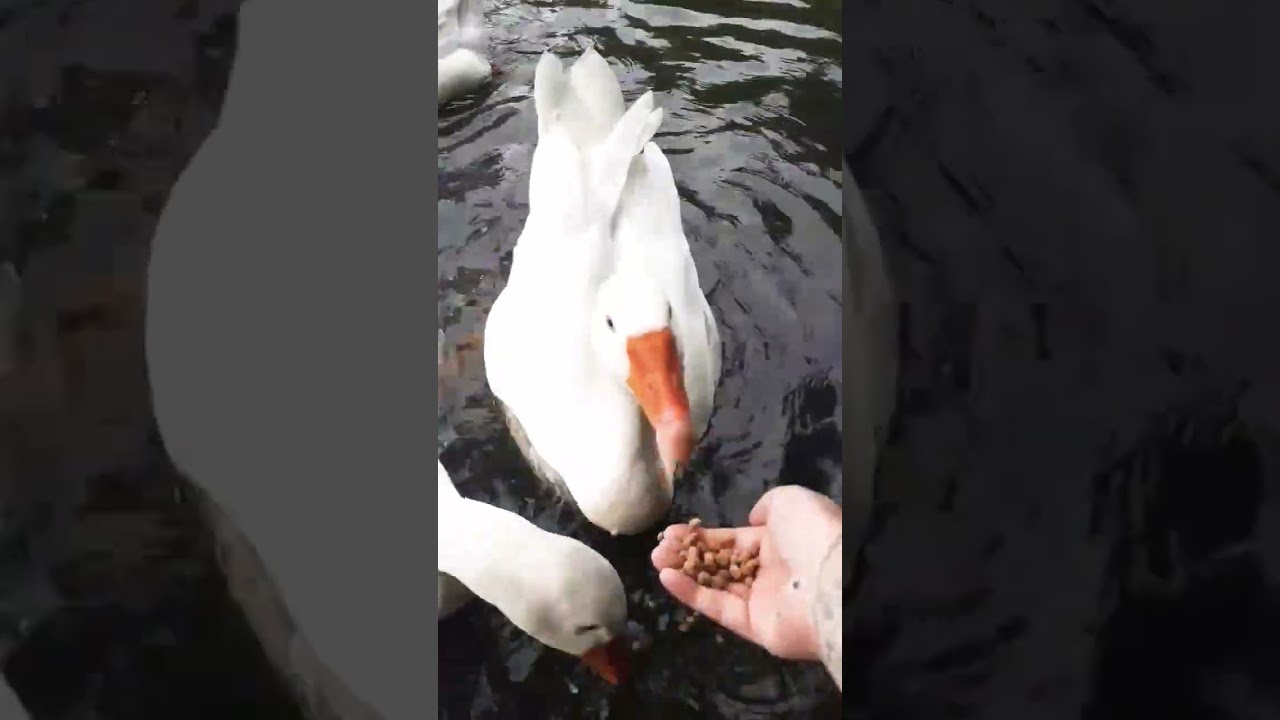 hand feeding white goose 