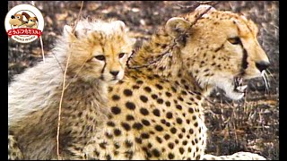 The fastest hunter on earth] Why is the survival rate of cheetahs