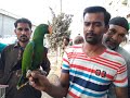 Sunday Lalukhet Birds Market Latest Updates | Urdu/Hindi | PBI Official
