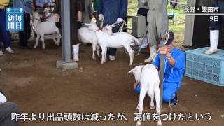 子ヤギの競り：高値で次々落札　長野・飯田