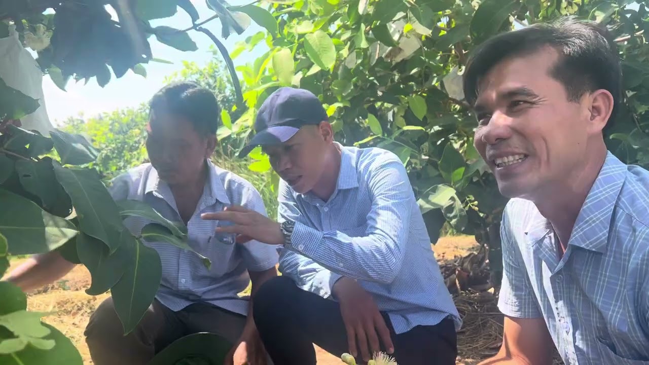 Mận hồng mst ở cù lao Dung Sóc Trăng và Cty MINH QUÂN đã góp phần tạo nên giá trị và chất lượng…