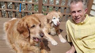 Celebrity Python with Puppies (Lesson 3b - DICTIONAIRIES) Wealth