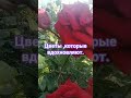 Природа и исцеление.