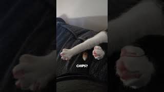 something to take the edge off #catshorts #cat #entertaininganimals