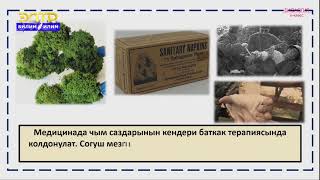 картинка: 6-класс | Биология  | Жогорку түзүлүштөгү өсүмдүктөр дүйнөчөсү. Мамык чөп сымалдар, кырк муундар