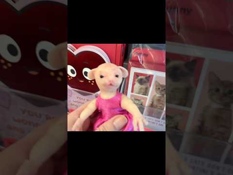 4 Out Of 5 Cats Don T Care That It S Valentine S Day 