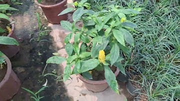 Bán cây rồng vàng nhả ngọc đang hoa đẹp 0977973535