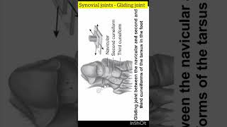 Synovial joint - Gliding joint | neet biology | class 11th biology | @inditeaching