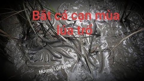 Bắt cá cạn mùa lúa trổ, gặp ổ cá cạn khô ,bắt cá quá dễ dàng luôn,cá lóc cá rô đồng(fishing)  😊