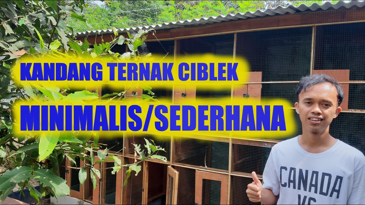 Kandang ternak ciblek Minimalis/Sederhana - Ternak Ciblek Tahap 1 