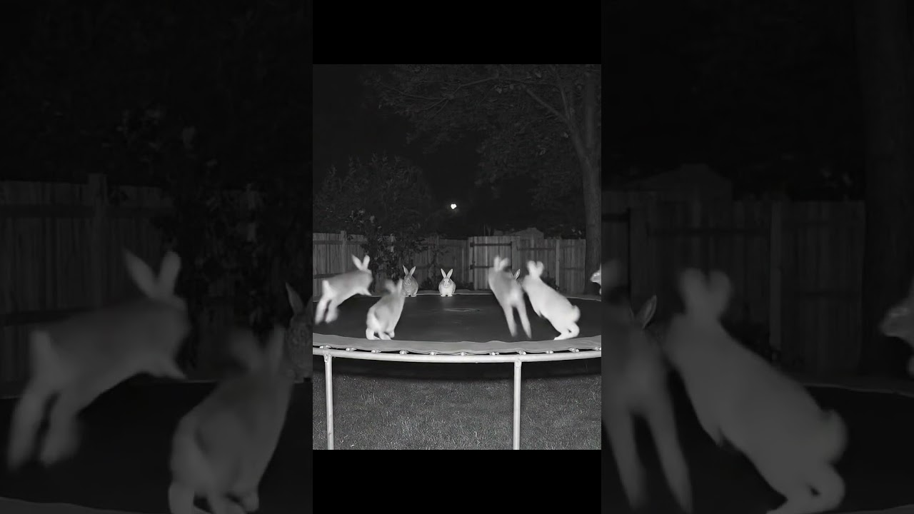 rabbits learnt Trampoline jumping 