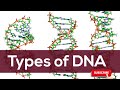 Types of DNA #dna #cpDNA #A-DNA #B-DNA #Z-DNA