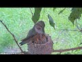 Olive adds webs to the nest feeds cuddles and then chick does flappies hummingbird nest