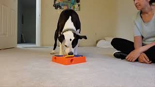 Enrichment Essentials: Tic Tac Twirl food puzzle (FB live recording) by J-R Companion Dog Training 97 views 9 months ago 2 minutes, 25 seconds