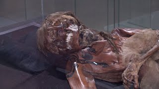 Мумию древнего алтайского воина выставляют в Краеведческом музее Новосибирска //
