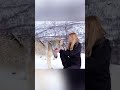 Huge Wolf Falls In Love With Girl 