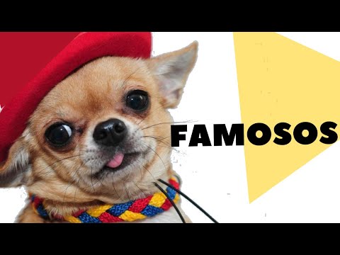 Video: Chihuahuas famosos