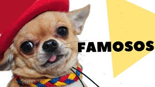 Los 5 Perros Chihuahuas Mas Famosos Del Mundo 2020