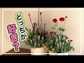 オージープランツの寄せ植え、カッコよくないですか？？【寄せ植え】