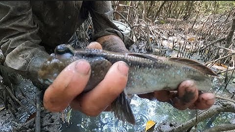 một ngày vào rừng săn bắt cá thòi lòi để mưu sinh (lê nghiã cần giờ)