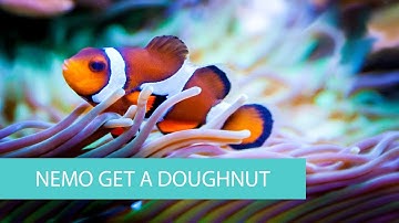 Scratch - Nemo get a Doughnut - Beginner Game Tutorial