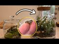Whistling tree frog terrarium build for beginners in 2022  new zealand frogs  animals pets