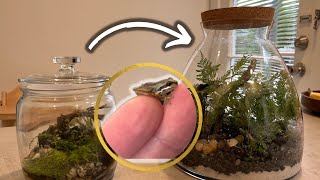 Famous Whistling Tree Frog Enclosure Setup | Beginner Terrarium Build Profile