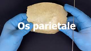 Теменная кость - Os parietale (анатомия человека)