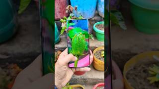 Motorola G85 5G⚡Camera Test📸#trendingshorts #viralshorts #motog85 #motoedge50fusion #shorts #motog96