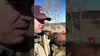 Do you eat your Bulls? by Sweet Briar Farm 386 views 1 month ago 1 minute, 29 seconds