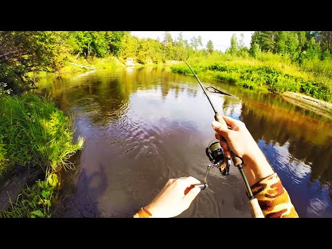 ТРОФЕЙ ЛЕСНОЙ РЕЧКИ. Таких кабанов я ещё не ловил!!!