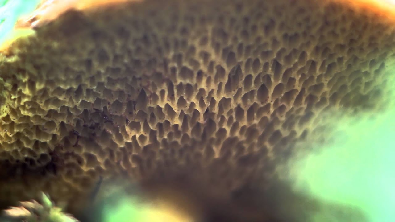 Mushroom (macro) - Free HD stock footage