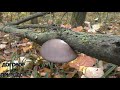 ВЁШЕНКА у руля Pleurotus ostreatus Хороший урожай Сезон 2019.