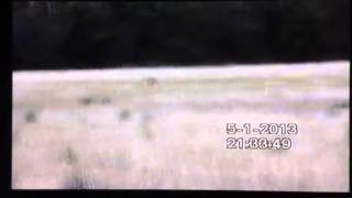 Hare coursing 2