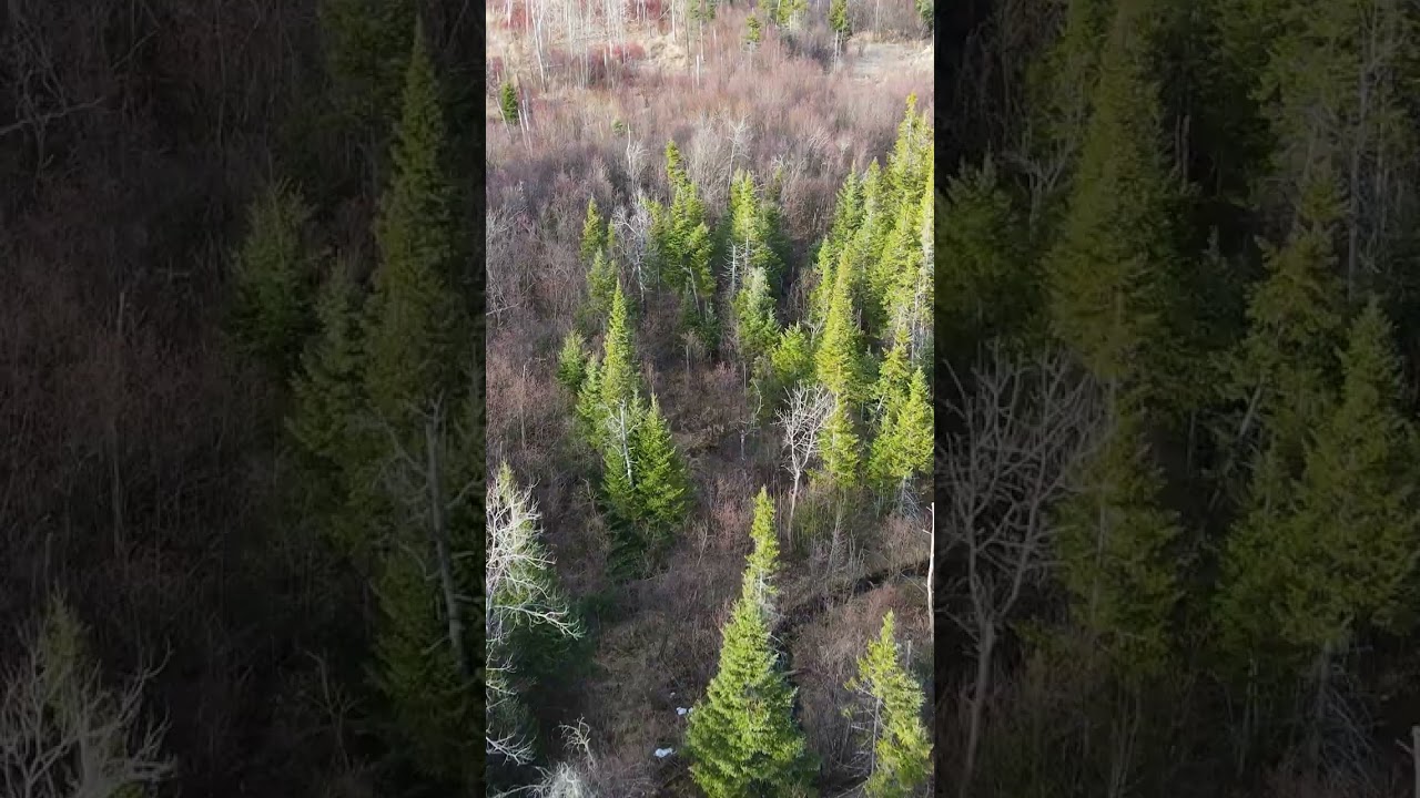 $60,000 for 80 Acres!! Newberry, MI 