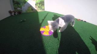 Animal Village Hospedagem de Animais - Jogos de desafio mental screenshot 3